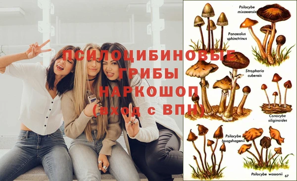 ПСИЛОЦИБИНОВЫЕ ГРИБЫ Абдулино